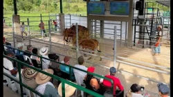 Over 2 Billion Pesos in Sales at the San Carlos Livestock Auction