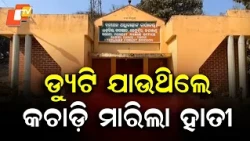 Elephant Attack Kills Man On Way To Duty In Odisha's Keonjhar