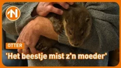 Jonge otter in slechte toestand gevonden bij het Lauwersmeer
