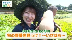 かながわ旬菜ナビ　次回予告（9月6日放送）