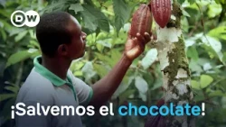 The Cacao Is Going Extinct: How Do We Preserve It? - Full Program