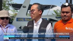 JULY 23, 2026 HAWKSBILL TURTLE RETURNS TO NATURAL HABITAT AFTER REHABILITATION