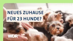 Verwahrlost und Verfilzt: Zweite Chance für Yorkshire-Terrier | S05/E01 | Hallo Tierheim! | WDR