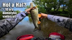 Hol a Hal? – 10 óra domolykó vadászat 1. rész