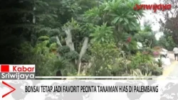 Bonsai Tetap Jadi Favorit Pecinta Tanaman Hias di Palembang