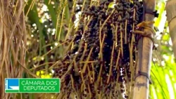 Projeto cria programa de incentivo ao cultivo e exportação do açaí - 03/07/26
