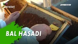 Arıcılık Saaati - Bal Hasadı - Ankara/Akyurt
