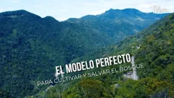 The Perfect Model for Cultivating and Saving the Forest - TvAgro by Juan Gonzalo Angel
