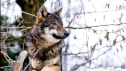 Wild hunting in cities and on beaches: The "Shoot-at-everything" bill up for approval in the Chamber