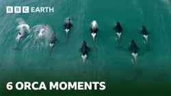 6 Fascinating Orca Moments | BBC Earth