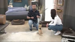 "Be more reserved!" This is how your puppy becomes polite.
