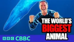 I went eyeball to eyeball with the biggest animal on Earth! 🐋 | Deadly 60 | CBBC
