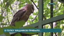 Две обезьяны и две совы появились в Иркутском зоосаде