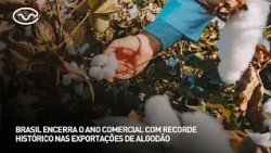 Brazil closes commercial year with record cotton exports