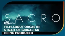 Feature film on Iberian orcas Strait of Gibraltar being produced
