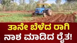 Farmer Destroyed Ragi Crop: ಕರುಣೆ ತೋರದ ವರುಣ.. ರಾಗಿ ನಾಶ ಮಾಡಿದ ರೈತ