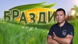 БРАЗДИ - 18.10.2026 - BRAZDI - Откуп на пиперки и жетва на пченка