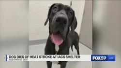 Dog dies from heat stroke during kennel cleaning at Indy animal control