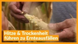 Heat & Drought Cause Crop Failures