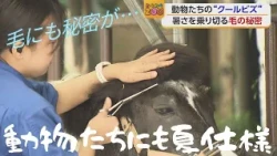[Tobe ZOO] The Animals' "Cool Biz" Style