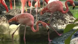 Animals at the Parque de la Conservación also reacted after the earthquake