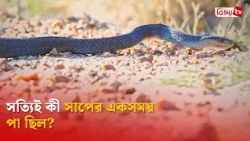 সত্যিই কী সাপের একসময় পা ছিল? Bijoy TV