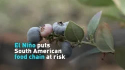 El Niño puts South American food chain at risk