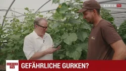 In the Veggie Jungle: The Spiky Cucumber