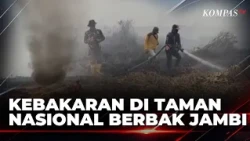 Forest Fires in Berbak Sembilang National Park Still Burning, 4,000 Hectares Burned | SAPA PAGI