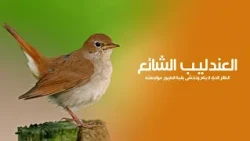 العندليب الشائع أعظم مغني في الطبيعة.. كيف يستطيع طائر صغير إحداث كل هذا الضجيج؟