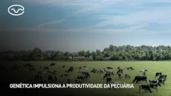 Genetics drives livestock productivity
