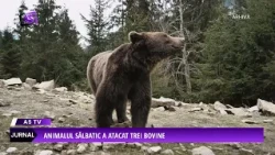 New bear attack in Bichigiu, Telciu commune
