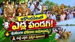 Akondapeta: Polala Amavasya celebrations held grandly🐂 Special prayers with clay bull idols!🖼️......