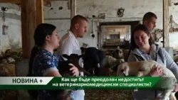 Новина плюс: Как ще бъде преодолян недостигът на ветеринарномедицински специалисти?