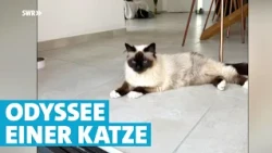 Unglaublich! Vermisste Katze taucht 830 Kilometer entfernt von Zuhause auf