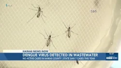 Health department reports dengue virus detected in Hawaii Island wastewater samples