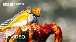 Blue Planet II in Stunning 4K Narrated By Sir David Attenborough | BBC Earth