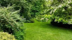 BNEWS Green Corner: Sustainable Lawn Care