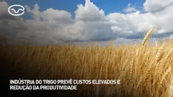 Wheat industry forecasts high costs and lower productivity
