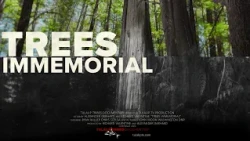 Trees Immemorial (trailer)