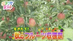 [Feeling Happy!] Freshly Picked! Autumn Fruit Harvest Festival - Aired 10/03/2026