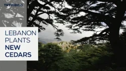 Lebanon launches cedar campaign to preserve heritage