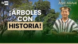 Peru's Most Valuable Trees: Living History We Must Protect