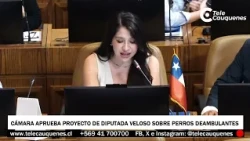 Cámara aprobó proyecto de diputada C. Veloso que  para abordar dilema de perros de libre deambular