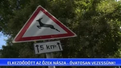 Elkezdődött az őzek násza