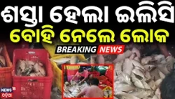 ଶସ୍ତା ହେଲା ଇଲିସି ! ବୋହି ନେଲେ ଲୋକ | Digha Fish Market | Tonnes of Fresh Hilsa Arrive at Digha Harbour