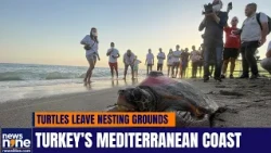Global Warming Threatens Loggerhead Turtles In Turkey | News9
