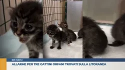 Alarm for three orphaned kittens found on the coast road