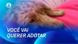 A Febre dos Cães Salsichas: Conheça Tudo Sobre a Raça Dachshund | Viva a Tarde
