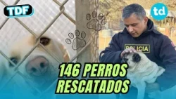 🚨 Salvador Case: The proposal seeking to change the rules for dangerous dogs in Córdoba